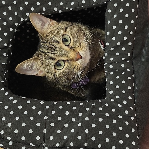 Brand New POLKA-DOT "STRAWBERRY" Shaped Soft Cat House-L - Picture 7 of 9